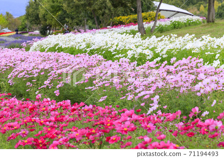 Umami Hill Park Autumn Flowers Umami Hill Park Autumn Flowers 71194493