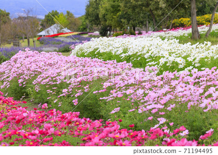 麻美山公園秋花 麻美山公園秋花 71194495