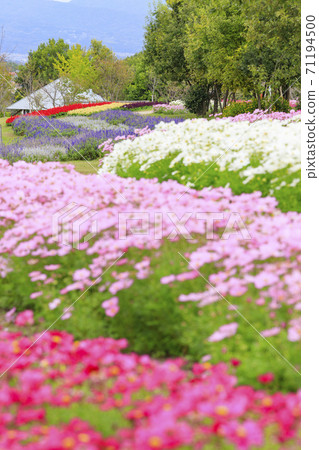 Umami Hill Park Autumn Flowers Umami Hill Park Autumn Flowers 71194500
