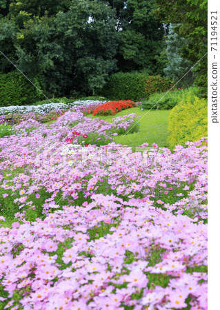 Umami Hill Park Autumn Flowers 71194521