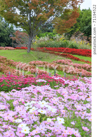 Umami Hill Park Autumn Flowers 71194522