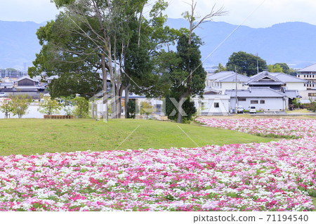 麻美山公園秋花 71194540