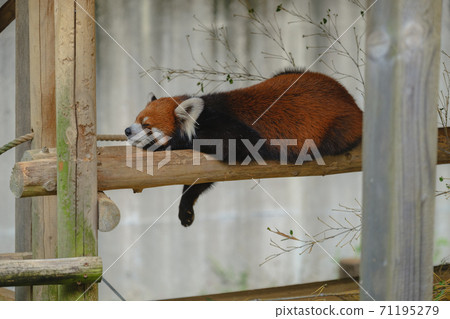 Red panda nap 01 Red panda nap 01 71195279