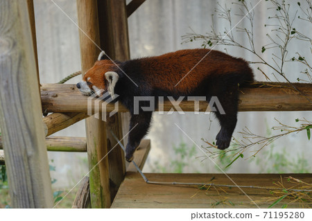 Red panda nap 02 Red panda nap 02 71195280
