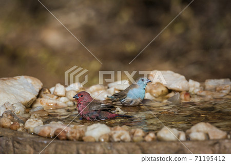 Jameson firefinch and blue breasted cordon-bleu in Kruger National park, South Africa Jameson firefinch and blue breasted cordon-bleu in Kruger National park, South Africa 71195412