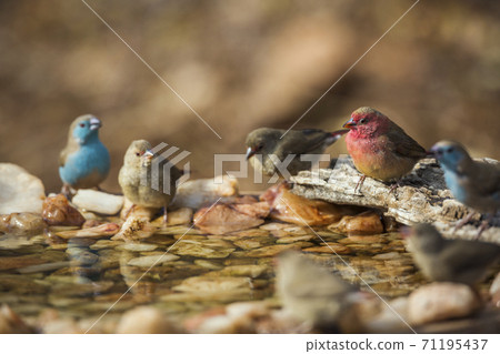 Red billed Firefinch and Blue breasted Cordonbleu in Kruger National park, South Africa Red billed Firefinch and Blue breasted Cordonbleu in Kruger National park, South Africa 71195437