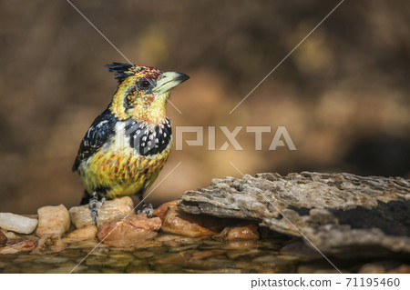 Crested Barbet in Kruger National park, South Africa Crested Barbet in Kruger National park, South Africa 71195460