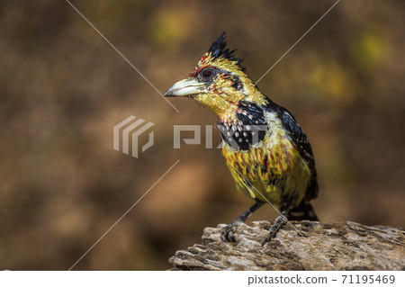 Crested Barbet in Kruger National park, South Africa 71195469