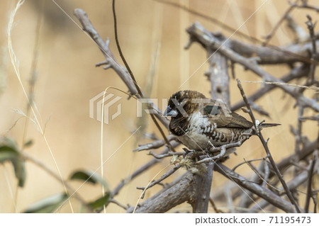 Bronze Munia in Kruger National park, South Africa 71195473