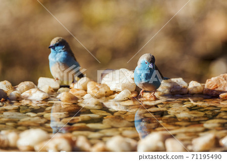 Blue breasted Cordonbleu in Kruger National park, South Africa 71195490