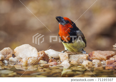 Black collared Barbet in Kruger National park, South Africa Black collared Barbet in Kruger National park, South Africa 71195507
