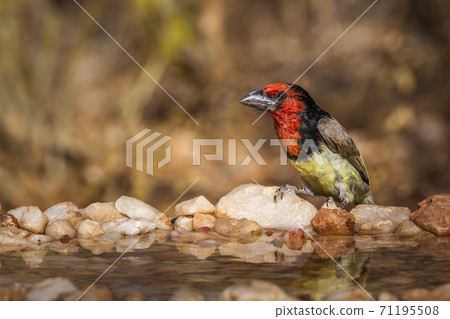 Black collared Barbet in Kruger National park, South Africa 71195508