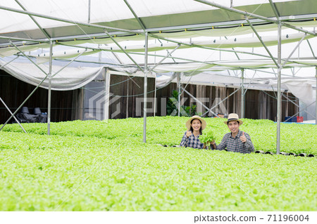Male and female gardeners are collecting organic vegetables harvested from the Hydroponics vegetable farm. Male and female gardeners are collecting organic vegetables harvested from the Hydroponics vegetable farm. 71196004