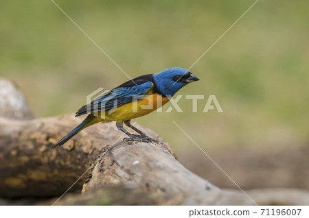 Blue-and-yellow tanager Blue-and-yellow tanager 71196007