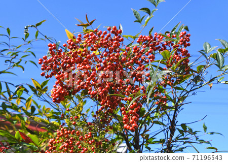 南天（南天） 71196543