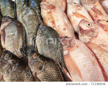 SEREMBAN, MALAYSIA -JANUARY 20, 2020: Various types of fish in the fish market are displayed for sale. Separated according to species and neatly arranged on ice. SEREMBAN, MALAYSIA -JANUARY 20, 2020: Various types of fish in the fish market are displayed for sale. Separated according to species and neatly arranged on ice. 71196636