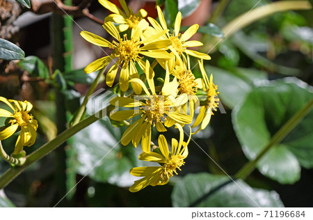 Zwabuki(石頭採空區) Zwabuki(石頭採空區) 71196684