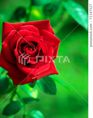 秋天的玫瑰，綠色的光芒 71197527