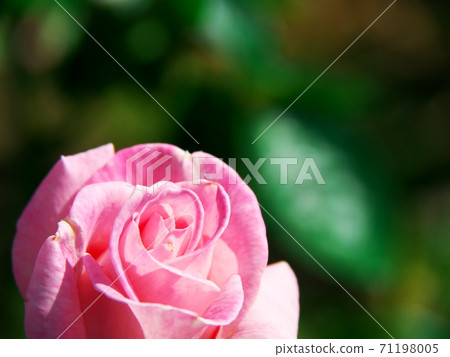 Autumn roses shining in the green 71198005