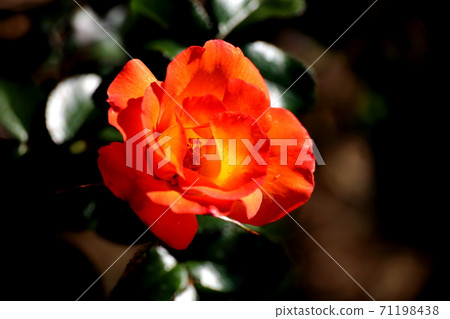 秋天的玫瑰，綠色的光芒 71198438