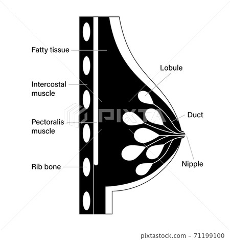 Breast disease concept Breast disease concept 71199100