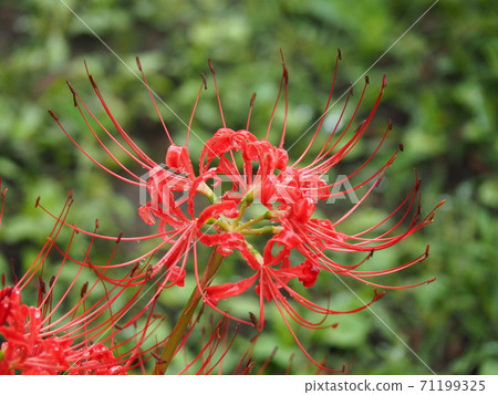Cluster amaryllis / cluster amaryllis Cluster amaryllis / cluster amaryllis 71199325