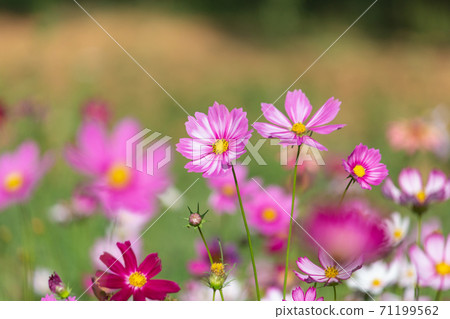 苗栗,卓蘭,小鎮,旅行,波斯菊,花園,秋天,季節,楓紅,仙草花 苗栗,卓蘭,小鎮,旅行,波斯菊,花園,秋天,季節,楓紅,仙草花 71199562