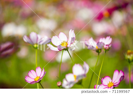 苗栗,卓蘭,小鎮,旅行,波斯菊,花園,秋天,季節,楓紅,仙草花 71199567