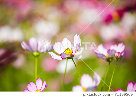 苗栗,卓蘭,小鎮,旅行,波斯菊,花園,秋天,季節,楓紅,仙草花 71199569