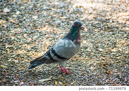 Pigeons holding a nut and eating Pigeons holding a nut and eating 71199979