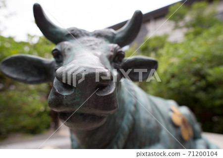 Sugawara-in Tenmangu Shrine, a gentle look of a cow watching over the precincts and a cute nose Sugawara-in Tenmangu Shrine, a gentle look of a cow watching over the precincts and a cute nose 71200104