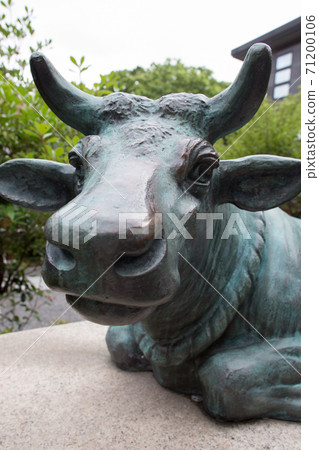 Sugawara-in Tenmangu Shrine, a gentle look of a cow watching over the precincts and a cute nose Sugawara-in Tenmangu Shrine, a gentle look of a cow watching over the precincts and a cute nose 71200106