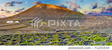 La Geria vineyard on black volcanic soil. La Geria vineyard on black volcanic soil. 71201034