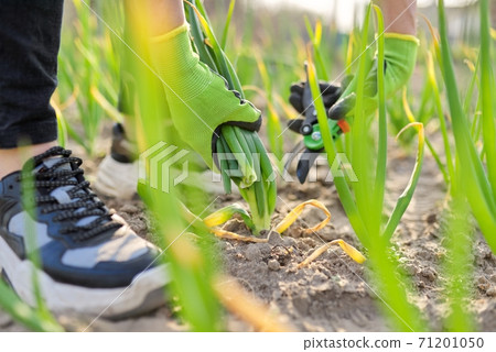 Hands of gardener cutting green onions in vegetable garden Hands of gardener cutting green onions in vegetable garden 71201050