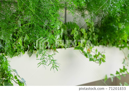Green walls of commercial facilities Green walls of commercial facilities 71201833