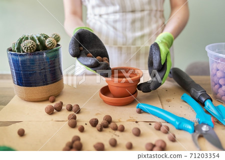 Womans hands in gloves planting young cactus plant in pot Womans hands in gloves planting young cactus plant in pot 71203354