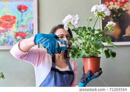 Woman caring for flower in pot at home, removes secateurs leaves 71203584