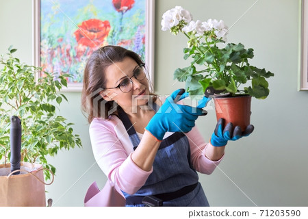 Woman caring for flower in pot at home, removes secateurs leaves 71203590