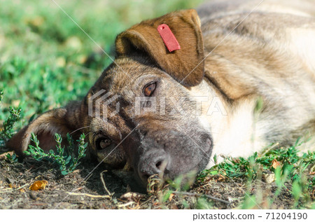 mongrel dog resting on the grass in the sunlight 71204190