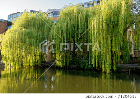 River Kennet and Kennet and Avon Canal at Reading - UK River Kennet and Kennet and Avon Canal at Reading - UK 71204515