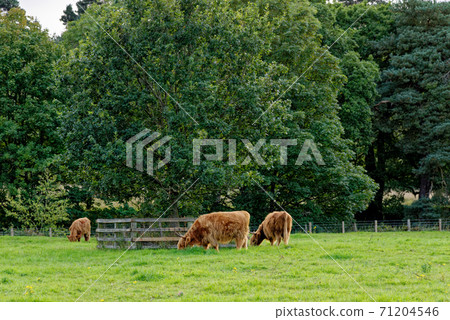 Scotish Highland cow in a field - Scotland Scotish Highland cow in a field - Scotland 71204546