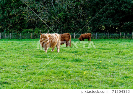 Scotish Highland cow in a field - Scotland Scotish Highland cow in a field - Scotland 71204553