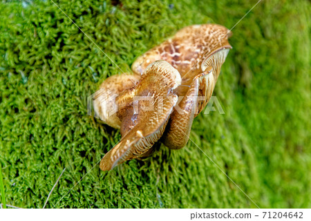 Chaga mushroom - Inonotus obliquus growing in a forest 71204642