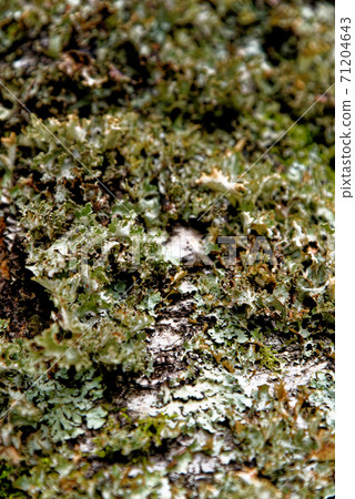 Common Greenshield Lichen - Flavoparmelia caperata 71204643
