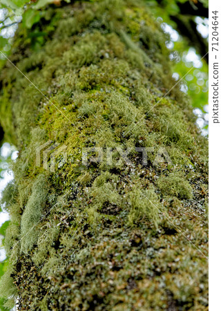 Common Greenshield Lichen - Flavoparmelia caperata Common Greenshield Lichen - Flavoparmelia caperata 71204644