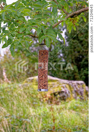 Peanut bird feeder hanging in a tree 71204645