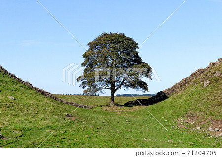 Sycamore Gap - Hadrian's Wall - Northumberland, England Sycamore Gap - Hadrian's Wall - Northumberland, England 71204705