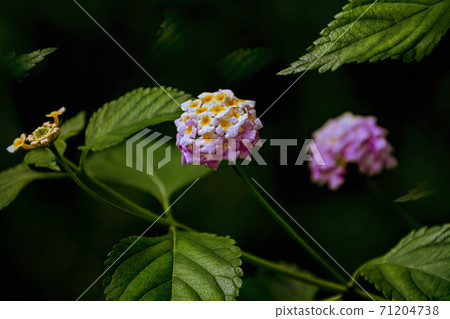 Lantana - perennial flowering plants Lantana - perennial flowering plants 71204738