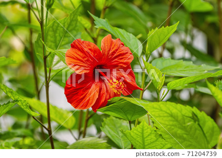 Hibiscus - flowering plant in the mallow family Hibiscus - flowering plant in the mallow family 71204739