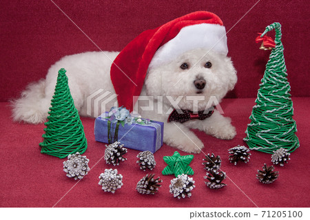 Cute bichon frise in santa claus hat. New Year. 71205100
